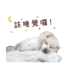 Japanese Spitz Kiki's daily life（個別スタンプ：10）