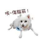Japanese Spitz Kiki's daily life（個別スタンプ：11）