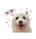 Japanese Spitz Kiki's daily life（個別スタンプ：12）