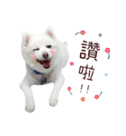 Japanese Spitz Kiki's daily life（個別スタンプ：13）