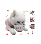 Japanese Spitz Kiki's daily life（個別スタンプ：14）