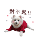 Japanese Spitz Kiki's daily life（個別スタンプ：15）