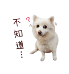 Japanese Spitz Kiki's daily life（個別スタンプ：16）