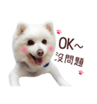 Japanese Spitz Kiki's daily life（個別スタンプ：17）