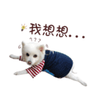 Japanese Spitz Kiki's daily life（個別スタンプ：18）