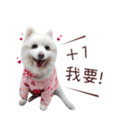 Japanese Spitz Kiki's daily life（個別スタンプ：19）