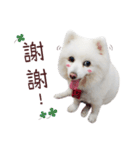 Japanese Spitz Kiki's daily life（個別スタンプ：20）