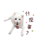Japanese Spitz Kiki's daily life（個別スタンプ：21）