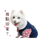 Japanese Spitz Kiki's daily life（個別スタンプ：22）