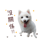 Japanese Spitz Kiki's daily life（個別スタンプ：23）