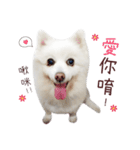 Japanese Spitz Kiki's daily life（個別スタンプ：24）