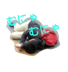 ハヤちゃんの日常スタンプ（個別スタンプ：6）