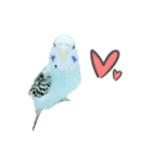Haitai parrot（個別スタンプ：32）