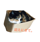 動きたくない猫（個別スタンプ：7）