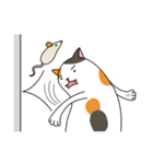Chubby Calico Cat（個別スタンプ：12）