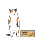 Chubby Calico Cat（個別スタンプ：38）