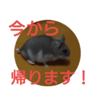 ハムちゃん日常語（個別スタンプ：2）