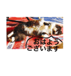 愛猫スタンプ（株）DEART（個別スタンプ：7）