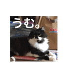 愛猫スタンプ（株）DEART（個別スタンプ：10）