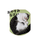 愛猫スタンプ（株）DEART（個別スタンプ：11）