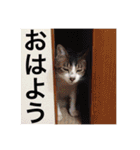 愛猫スタンプ（株）DEART（個別スタンプ：34）