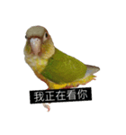 I am happy bird（個別スタンプ：1）