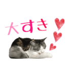 癒しの猫スタンプ**実写版**LOVE+LOVEVer（個別スタンプ：2）