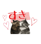 癒しの猫スタンプ**実写版**LOVE+LOVEVer（個別スタンプ：4）