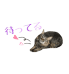 癒しの猫スタンプ**実写版**LOVE+LOVEVer（個別スタンプ：10）