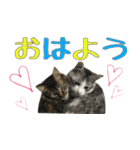 癒しの猫スタンプ**実写版**LOVE+LOVEVer（個別スタンプ：14）