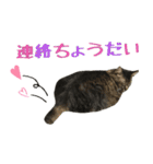 癒しの猫スタンプ**実写版**LOVE+LOVEVer（個別スタンプ：18）