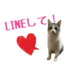 癒しの猫スタンプ**実写版**LOVE+LOVEVer（個別スタンプ：19）