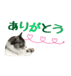 癒しの猫スタンプ**実写版**LOVE+LOVEVer（個別スタンプ：20）