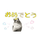 癒しの猫スタンプ**実写版**LOVE+LOVEVer（個別スタンプ：21）