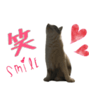 癒しの猫スタンプ**実写版**LOVE+LOVEVer（個別スタンプ：22）