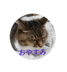 猫のにに（個別スタンプ：2）