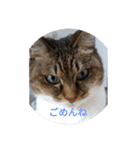 猫のにに（個別スタンプ：8）