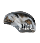 猫のにに（個別スタンプ：12）