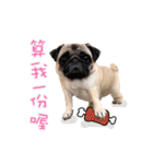 PUG's world of fantasy（個別スタンプ：1）