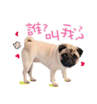 PUG's world of fantasy（個別スタンプ：5）