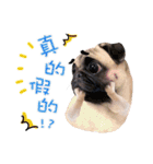 PUG's world of fantasy（個別スタンプ：8）