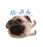 PUG's world of fantasy（個別スタンプ：12）