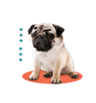 PUG's world of fantasy（個別スタンプ：19）