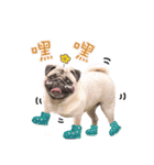 PUG's world of fantasy（個別スタンプ：25）