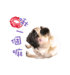 PUG's world of fantasy（個別スタンプ：27）