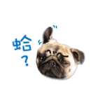 PUG's world of fantasy（個別スタンプ：28）