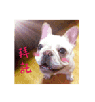 French bulldog sticky rice（個別スタンプ：1）