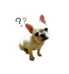 French bulldog sticky rice（個別スタンプ：2）