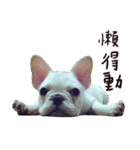 French bulldog sticky rice（個別スタンプ：3）