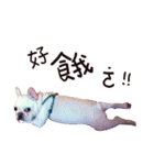 French bulldog sticky rice（個別スタンプ：6）